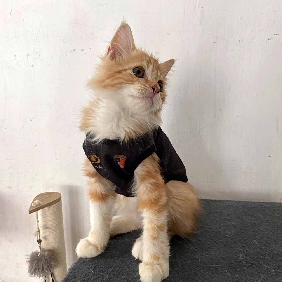 Zoey Cat House Galeri