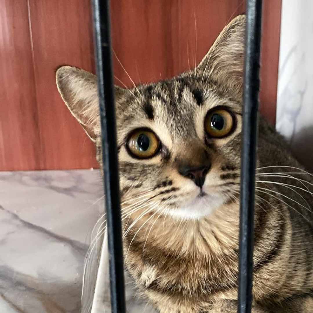 Zoey Cat House Galeri