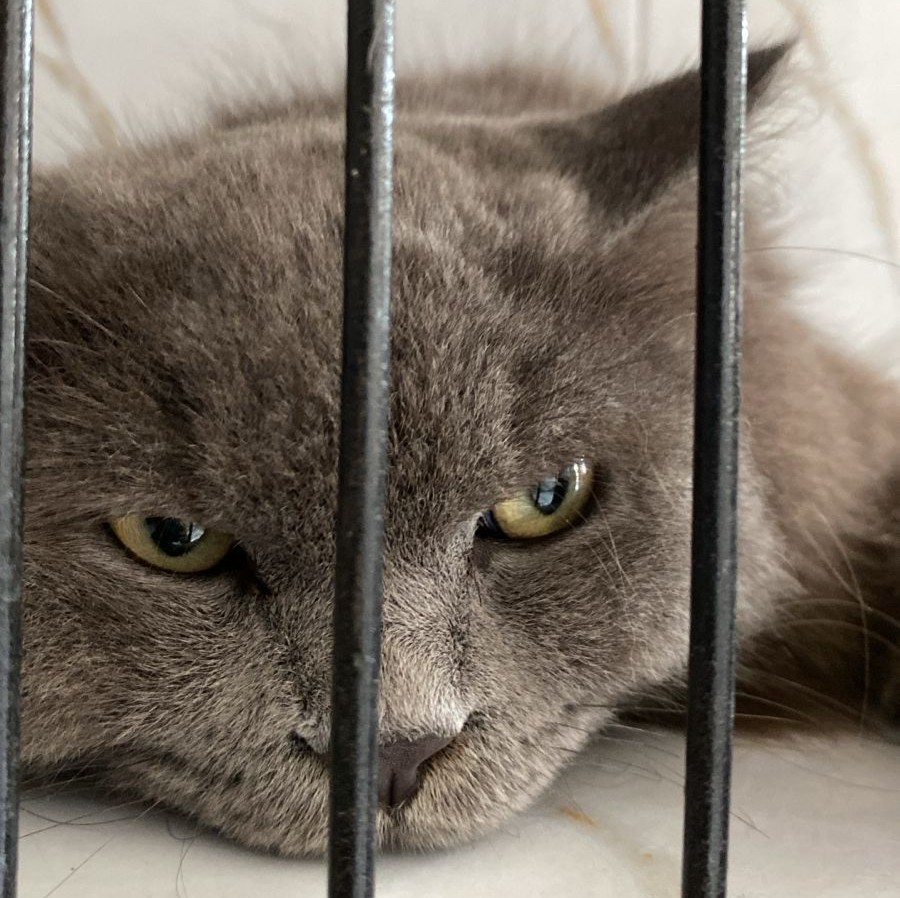 Zoey Cat House Galeri