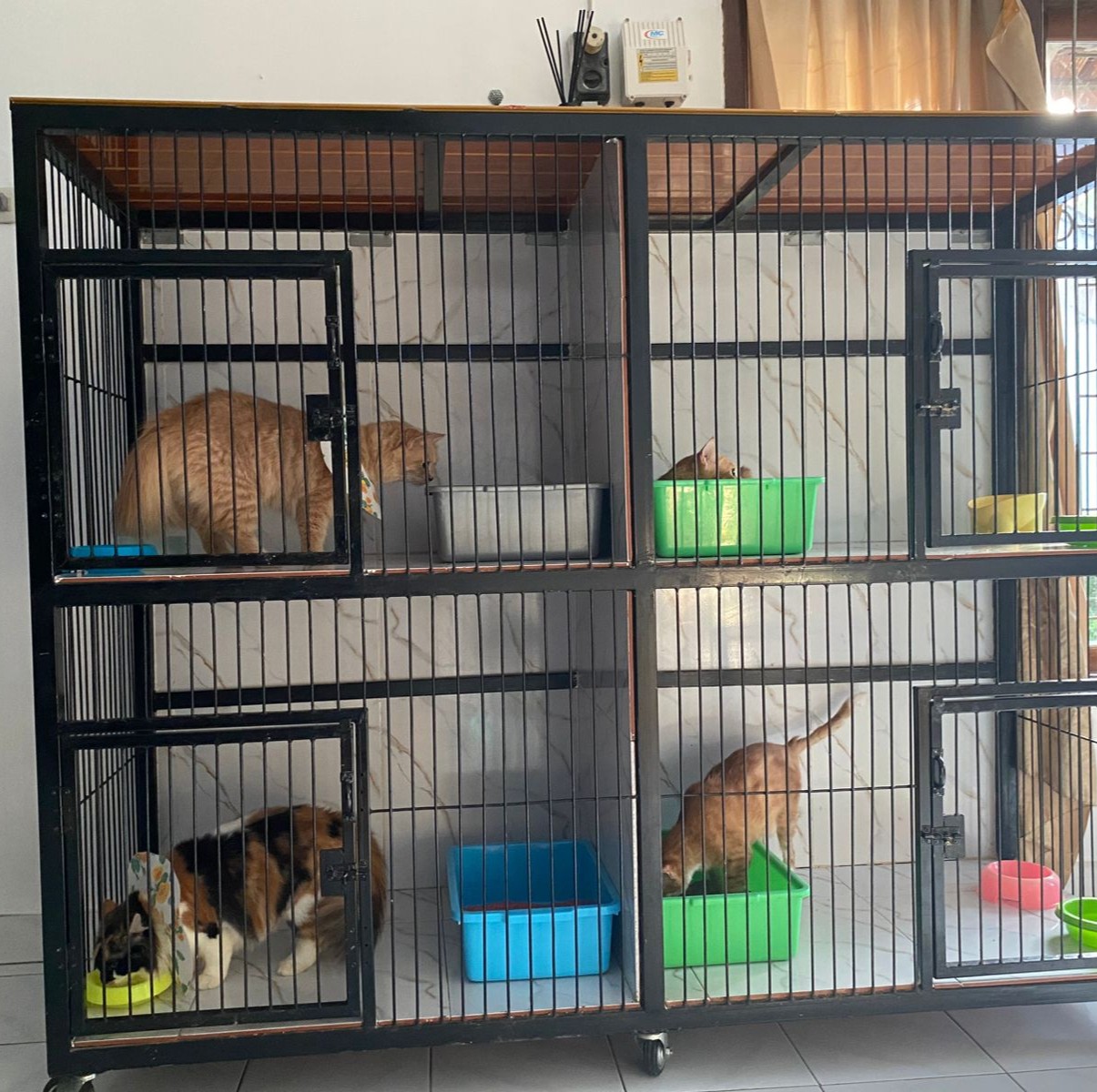 Zoey Cat House Galeri