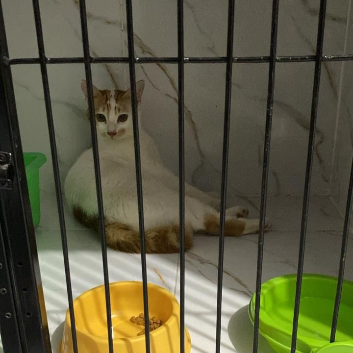 Zoey Cat House Galery